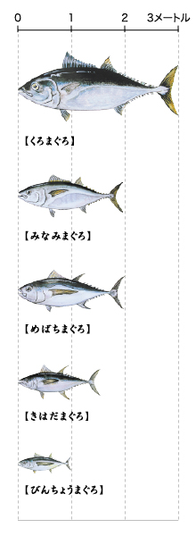 本 マグロ マグロ 人気 違い